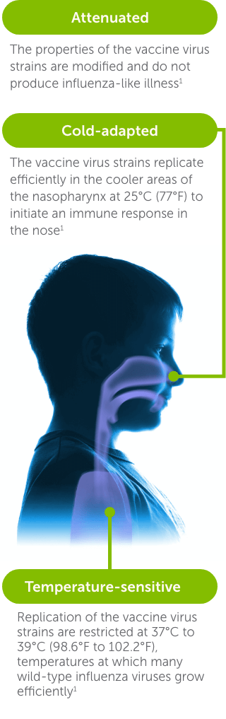 Live Attenuated Influenza Vaccine, Engineered to Stimulate an Immune Response and Prevent Flu