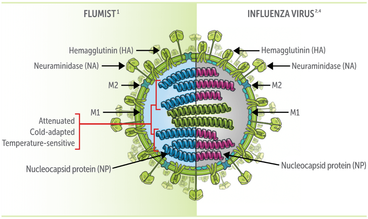 Live Attenuated Influenza Vaccine Composition
