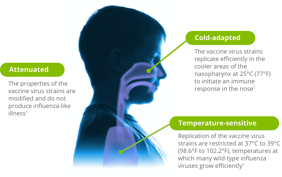 Live Attenuated Influenza Vaccine, Engineered to Stimulate an Immune Response and Prevent Flu